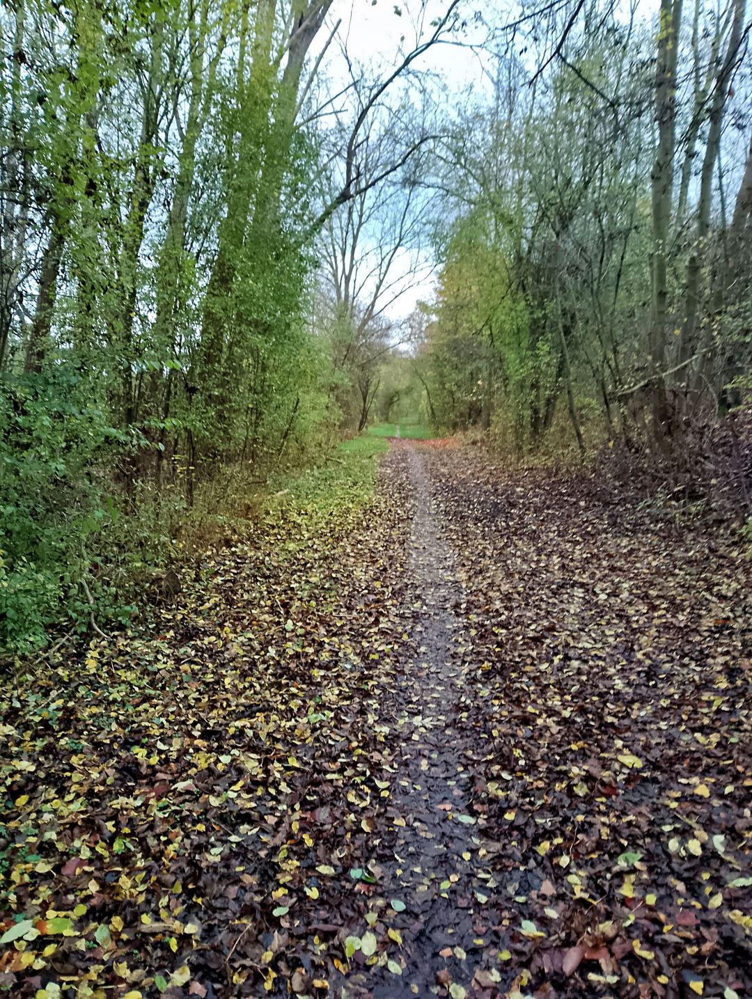 Training an der Saale 14.11.2024